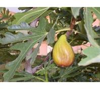 Figuier 'Goutte d'or'