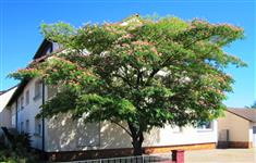 Albizia rouge, Arbre de soie 'Ombrella'
