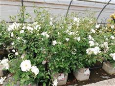 Rosier paysager à fleurs groupées 'Iceberg' (ou 'Fée des Neiges')