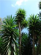 Yucca