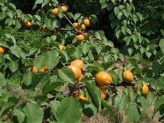 Abricotier 'Hargrand'